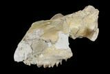 Oreodont (Merycoidodon) Partial Skull - Wyoming #113032-5